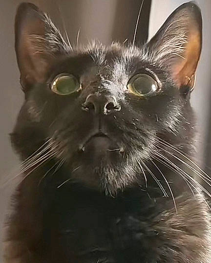 Tiki joined the competition — help win amazing prizes! black_cat, bombay, carnivore, cat, close_up, domestic_short_haired_cat, ear, felidae, fur, small_to_medium_sized_cats, snout, terrestrial_animal, whiskers