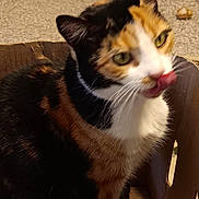 Candy is registered to the contest to win money with this photo: cat, calico_cat, cardboard_box, indoor, carpet, tongue_out, pet, animal, feline, whiskers, ears, fur, close_up, cute, mischievous, sitting, domestic_cat, yellow_eyes, home, curious