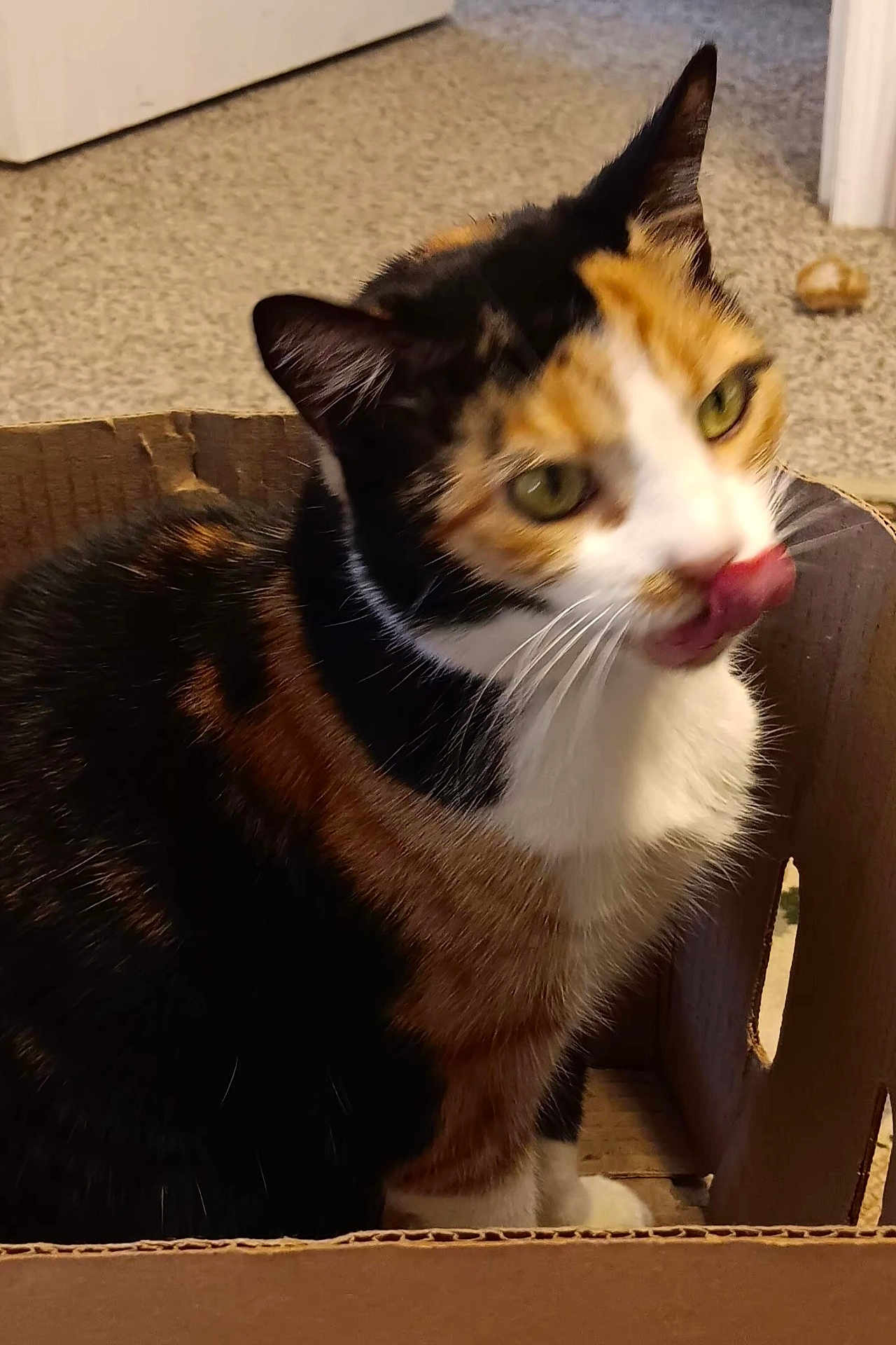 Candy is registered to the contest to win money with this photo: cat, calico_cat, cardboard_box, indoor, carpet, tongue_out, pet, animal, feline, whiskers, ears, fur, close_up, cute, mischievous, sitting, domestic_cat, yellow_eyes, home, curious