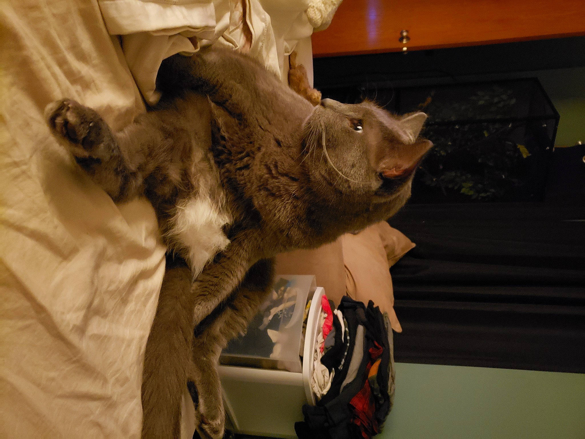 Bellatix joined the competition — help win amazing prizes! art, artifact, canidae, claw, comfort, domestic_short_haired_cat, fawn, felidae, flesh, fur, gesture, jaw, room, safety_glove, sculpture, small_to_medium_sized_cats, snout, tail, visual_arts, whiskers