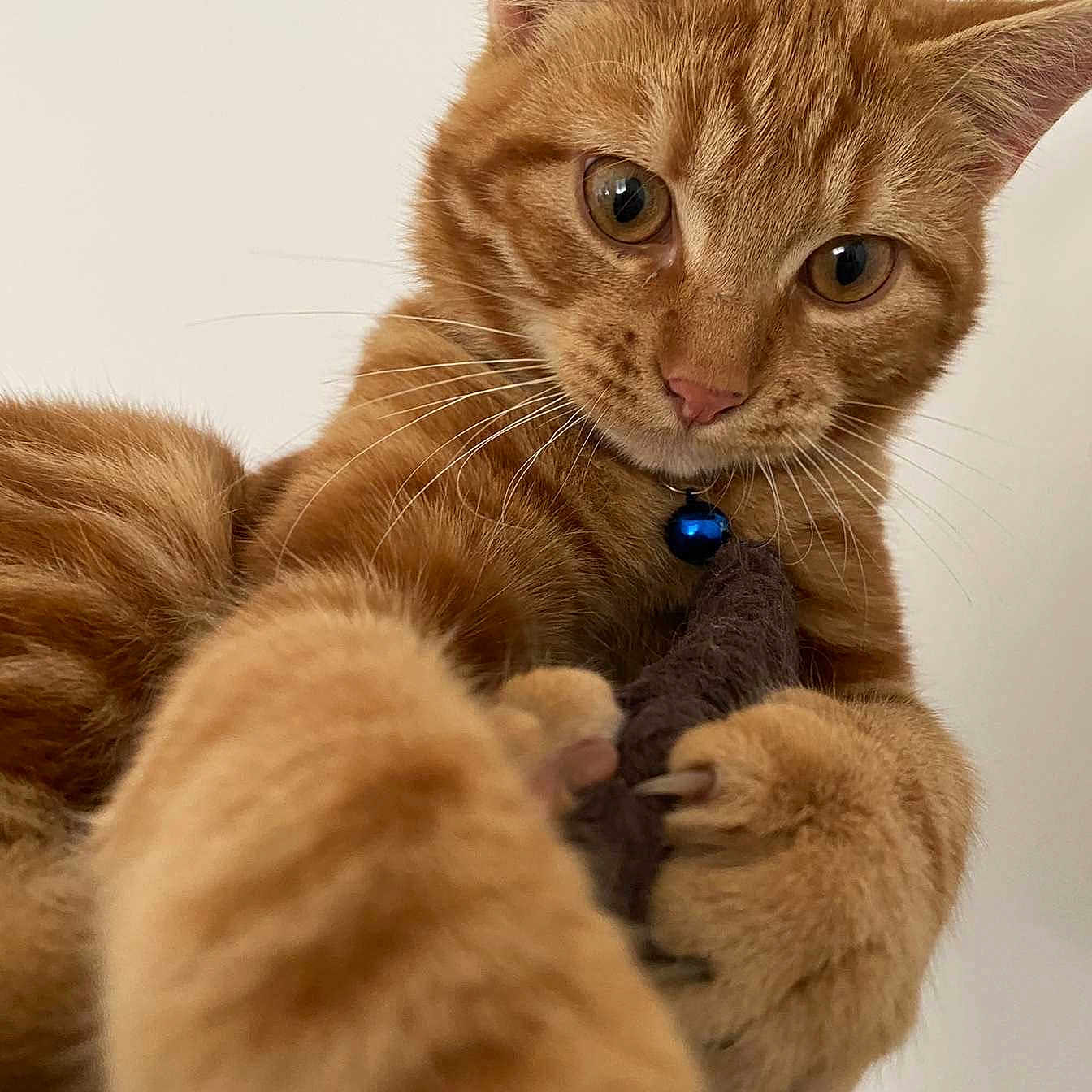 Milou participe au concours pour gagner de l'argent avec cette photo : abyssinian, accessories, angora, animal, cat, egyptiancat, electronics, formalwear, hardware, hardwood, hook, jewelry, kitten, manx, necklace, pet, tie, wood