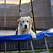 Aïko participe au concours pour gagner de l'argent avec cette photo : dog, golden_retriever, trampoline, outdoor, pet, animal, fence, grass, sunset, mountain, netting, resting, paw, relaxed, backyard, leisure, canine, daylight, nature, cute