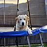 dog, golden_retriever, trampoline, outdoor, pet, animal, fence, grass, sunset, mountain, netting, resting, paw, relaxed, backyard, leisure, canine, daylight, nature, cute