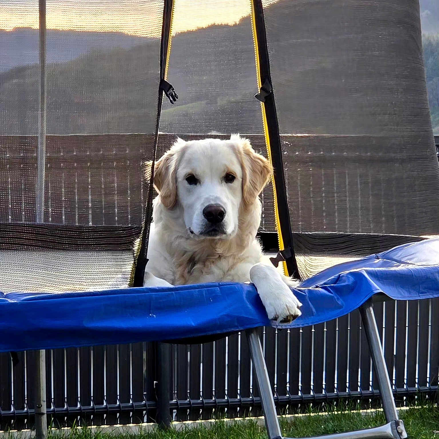 Aïko participe au concours pour gagner de l'argent avec cette photo : dog, golden_retriever, trampoline, outdoor, pet, animal, fence, grass, sunset, mountain, netting, resting, paw, relaxed, backyard, leisure, canine, daylight, nature, cute