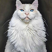 Ghost a rejoint le concours — aidez-le/la à gagner de superbes lots ! animal, artwork, blue_eyes, cat, closeup, dark_background, detailed, ears, feline, fluffy, majestic, nose, painting, portrait, realistic, serene, sitting, soft_texture, whiskers, white_fur