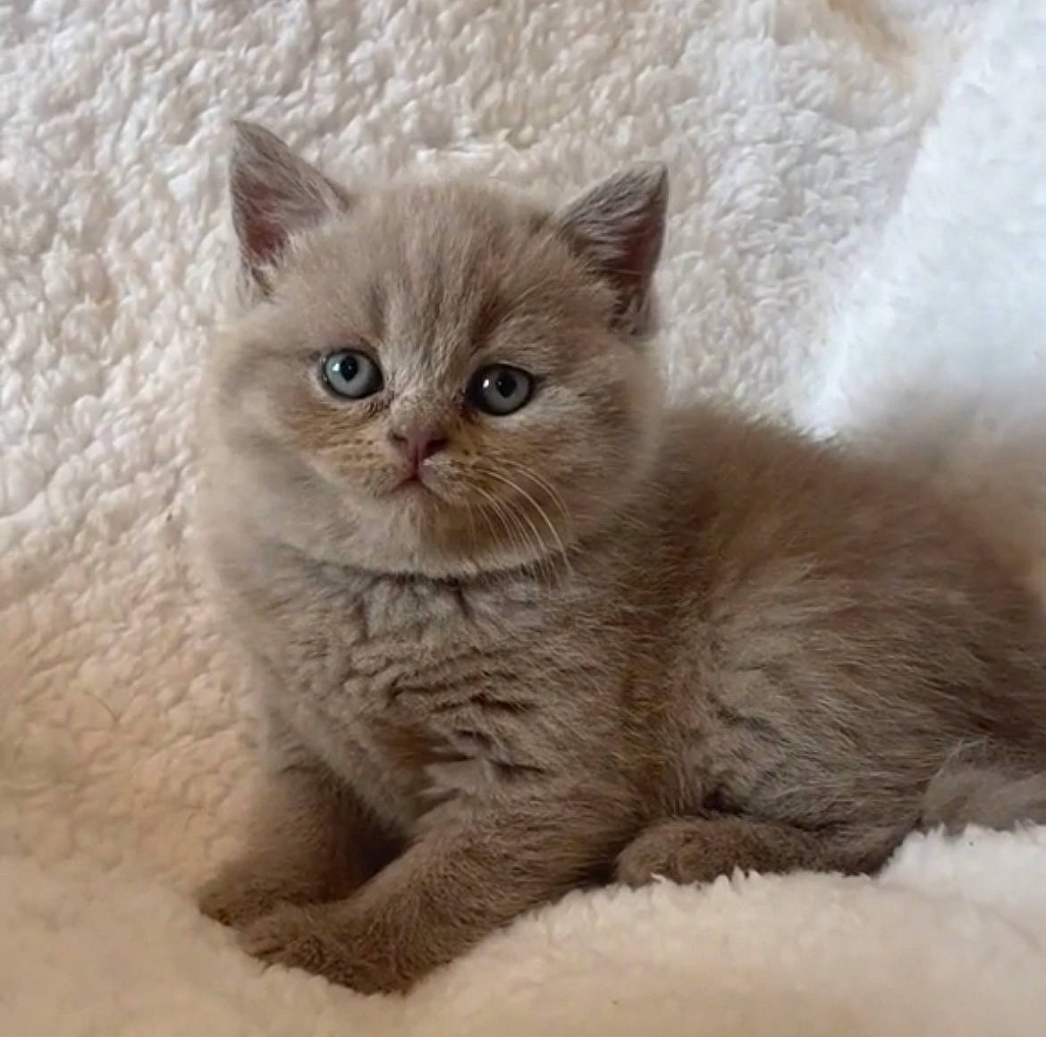 Tallulah joined the competition — help win amazing prizes! british_longhair, carnivore, cat, comfort, domestic_short_haired_cat, eye, fawn, felidae, fur, paw, small_to_medium_sized_cats, snout, snow, terrestrial_animal, whiskers, window