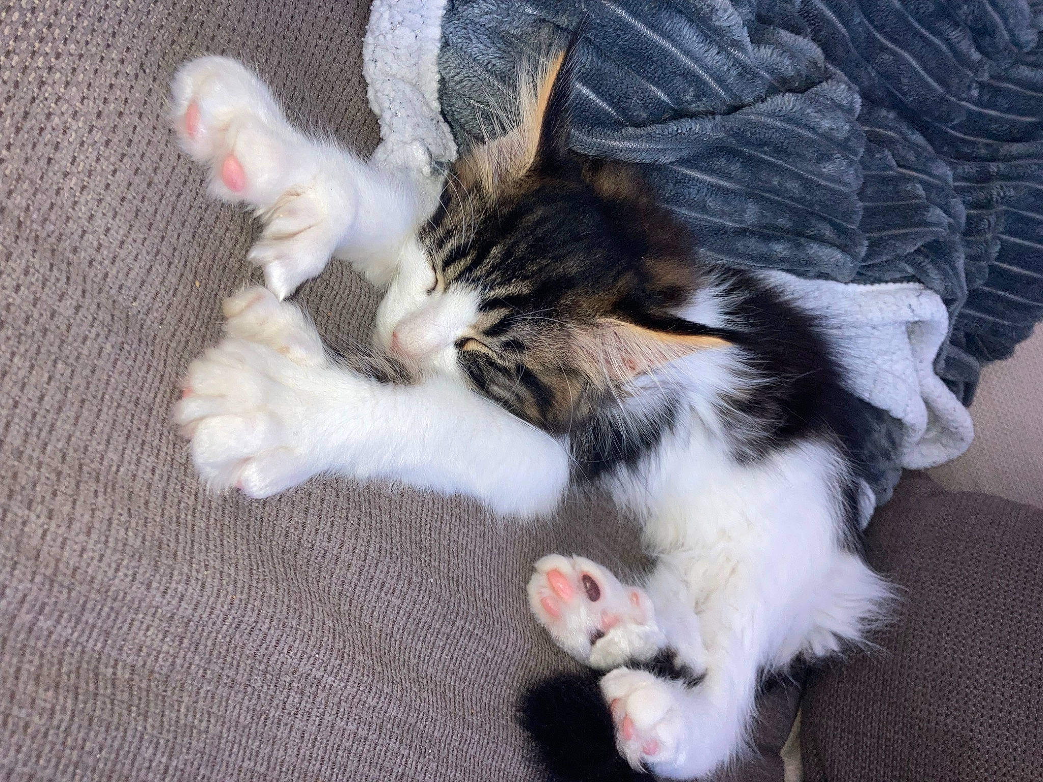 Ugo participe au concours pour gagner de l'argent avec cette photo : carnivore, cat, claw, comfort, companion_dog, domestic_short_haired_cat, felidae, foot, fur, paw, small_to_medium_sized_cats, tail, whiskers