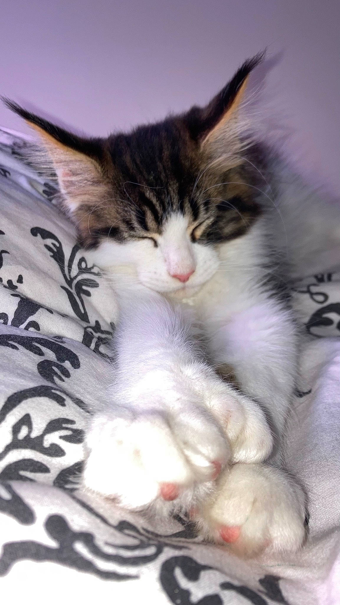 Ugo participe au concours pour gagner de l'argent avec cette photo : carnivore, cat, claw, comfort, domestic_short_haired_cat, felidae, foot, fur, gesture, nap, paw, sleep, small_to_medium_sized_cats, snout, tail, whiskers