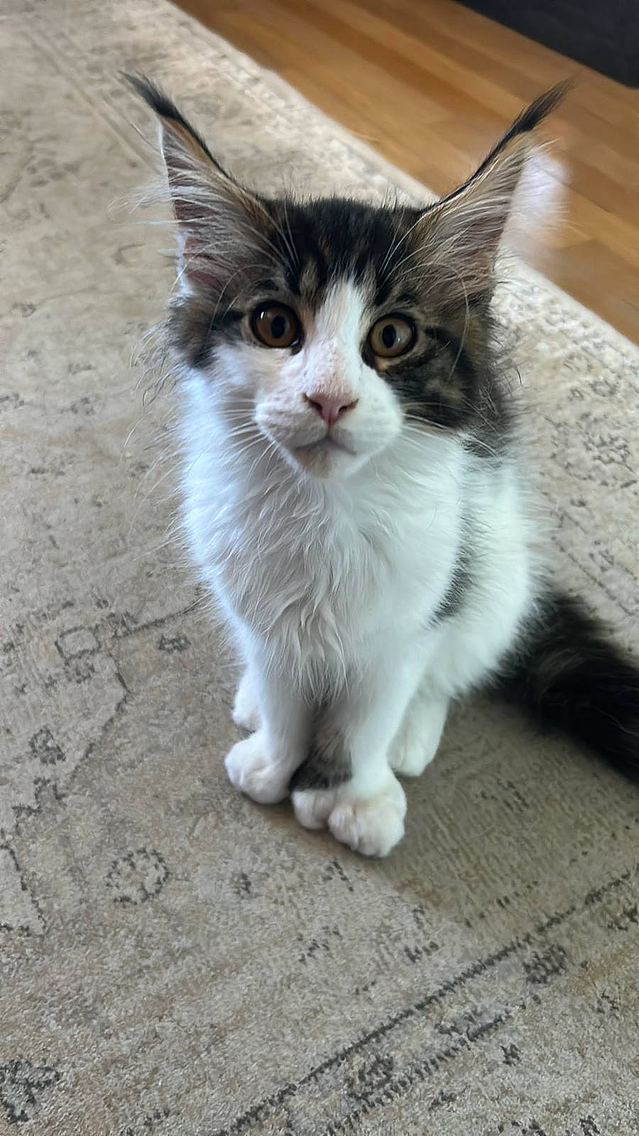 Ugo participe au concours pour gagner de l'argent avec cette photo : carnivore, cat, claw, domestic_short_haired_cat, felidae, flooring, foot, fur, paw, road_surface, sitting, small_to_medium_sized_cats, snout, tail, whiskers, window