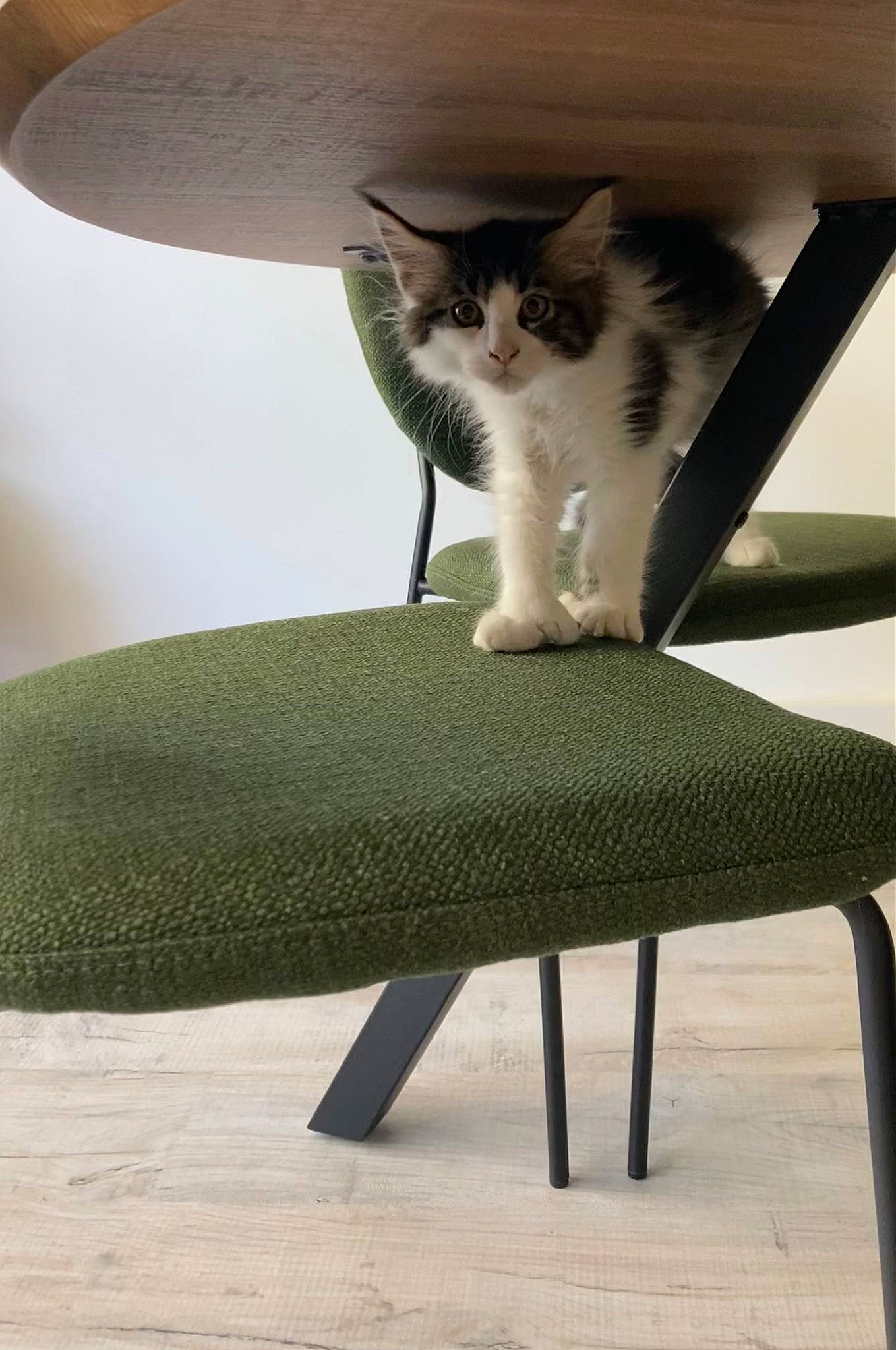 Ugo participe au concours pour gagner de l'argent avec cette photo : carnivore, cat, cat_supply, chair, comfort, fawn, felidae, foot, fur, grey, hardwood, outdoor_furniture, pet_supply, plant, rectangle, small_to_medium_sized_cats, table, tail, whiskers, wood