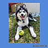 animal, blue_eyes, canine, collar, dog, fence, fur, grass, happy, husky, outdoor, paw, pet, playful, puppy, smiling, snow, tennis_ball, tongue_out, young_dog