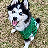 Cena joined the competition — help win amazing prizes! black_and_white, blue_eyes, closeup, dog, fluffy, fur, grass, green_shirt, happy, husky, looking_up, outdoor, perky_ears, pet_collar, playful, portrait, puppy, sitting, smiling, tongue_out