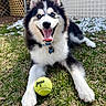Cena is registered to the contest to win money with this photo: animal, blue_eyes, collar, cute, dog, fence, fur, grass, happy, husky, outdoor, paw, pet, playful, puppy, smiling, tag, tennis_ball, tongue_out, young