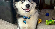 Cena joined the competition — help win amazing prizes! blue_eye, brown_eye, carpet, collar, curtain, dog, dog_tag, dog_toy, fluffy, happy, heterochromia, husky, indoor, leather_sofa, living_room, mug, paws, pet, side_table, sitting