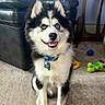 blue_eye, brown_eye, carpet, collar, curtain, dog, dog_tag, dog_toy, fluffy, happy, heterochromia, husky, indoor, leather_sofa, living_room, mug, paws, pet, side_table, sitting