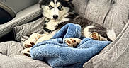 Cena joined the competition — help win amazing prizes! blanket, blue_eyes, car_seat, cozy, cute, dog, ears, fur, husky, interior, leash, paw, pet_harness, portrait, puppy, resting, seat_cover, snout, travel, window