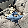 blanket, blue_eyes, car_seat, cozy, cute, dog, ears, fur, husky, interior, leash, paw, pet_harness, portrait, puppy, resting, seat_cover, snout, travel, window