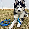Cena joined the competition — help win amazing prizes! attentive, blue_collar, blue_eyes, blue_leash, canine, close_up, collar_tag, dog, fur, grass, husky, leash_coiled, outdoor, paws, pet, portrait, puppy, sitting, white_fence, young_dog