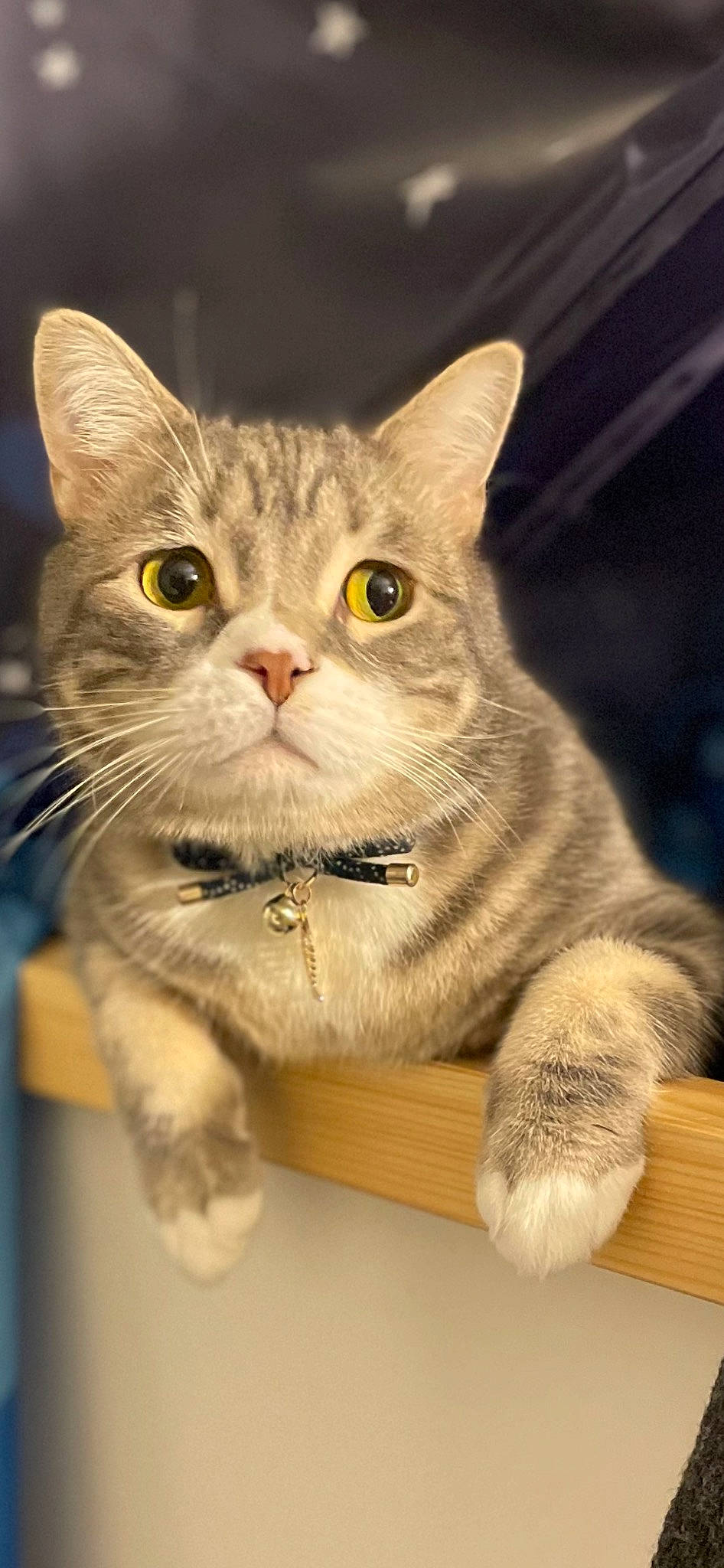 Gunther is registered to the contest to win money with this photo: carnivore, cat, cat_supply, claw, collar, domestic_short_haired_cat, fawn, felidae, fur, paw, pet_supply, photo_caption, puzzle, small_to_medium_sized_cats, snout, tail, whiskers, window