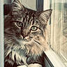 cat, fluffy, green_eyes, window, curtain, pet, feline, close_up, indoor, whiskers, portrait, soft_light, cozy, fur, animal, looking, domestic_cat, cute, relaxed, home