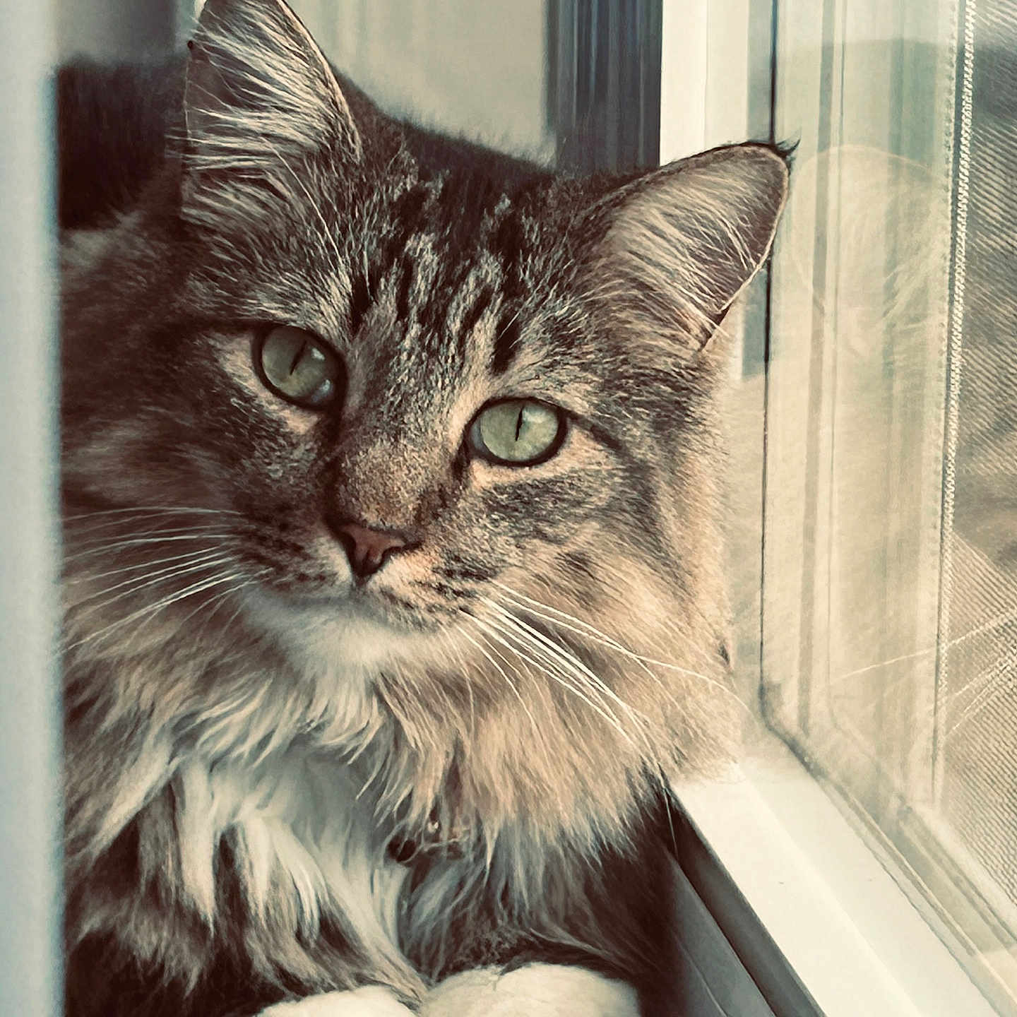 Goose is registered to the contest to win money with this photo: cat, fluffy, green_eyes, window, curtain, pet, feline, close_up, indoor, whiskers, portrait, soft_light, cozy, fur, animal, looking, domestic_cat, cute, relaxed, home