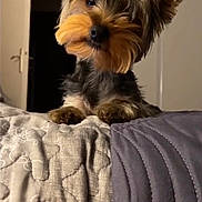 Maggy a rejoint le concours — aidez-le/la à gagner de superbes lots ! animal, bed, blanket, cozy, curious, cute, dog, ears, fluffy, fur, home, indoor, looking, nose, paws, pet, portrait, puppy, quilt, small_dog