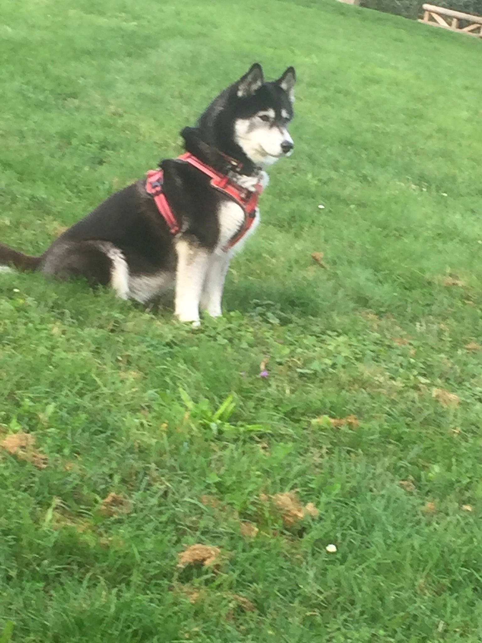 Gaïa a rejoint le concours — aidez-le/la à gagner de superbes lots ! canidae, carnivore, collar, companion_dog, dog, dog_breed, grass, groundcover, herding_dog, lawn, non_sporting_group, plant, recreation, sled_dog, sporting_group, tail, tree, working_animal, working_dog