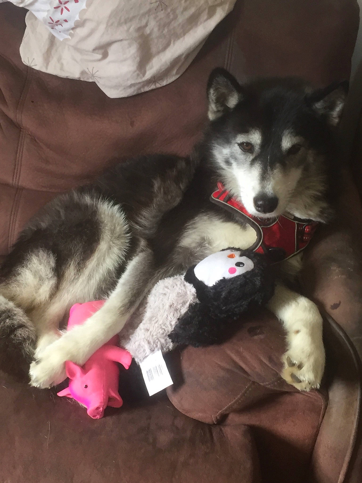 Gaïa a rejoint le concours — aidez-le/la à gagner de superbes lots ! canidae, canis, carnivore, claw, comfort, companion_dog, dog, dog_breed, felidae, fur, non_sporting_group, paw, sled_dog, small_to_medium_sized_cats, snout, sporting_group, tail, whiskers, working_animal, working_dog