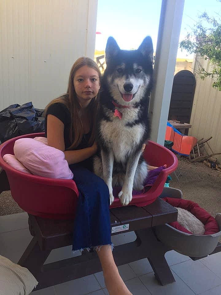 Gaïa participe au concours pour gagner de l'argent avec cette photo : backpack, bag, canidae, carnivore, comfort, companion_dog, dog, dog_breed, fun, fur, lap, leisure, luggage_and_bags, recreation, sitting, sky, sporting_group, thigh, vacation, working_dog