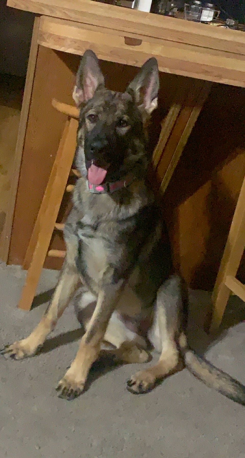 Raya is registered to the contest to win money with this photo: canidae, canis, cargo_pants, carnivore, companion_dog, dog, dog_breed, east_european_shepherd, fawn, german_shepherd_dog, grey, guard_dog, non_sporting_group, paw, snout, sporting_group, tail, wood, working_animal, working_dog