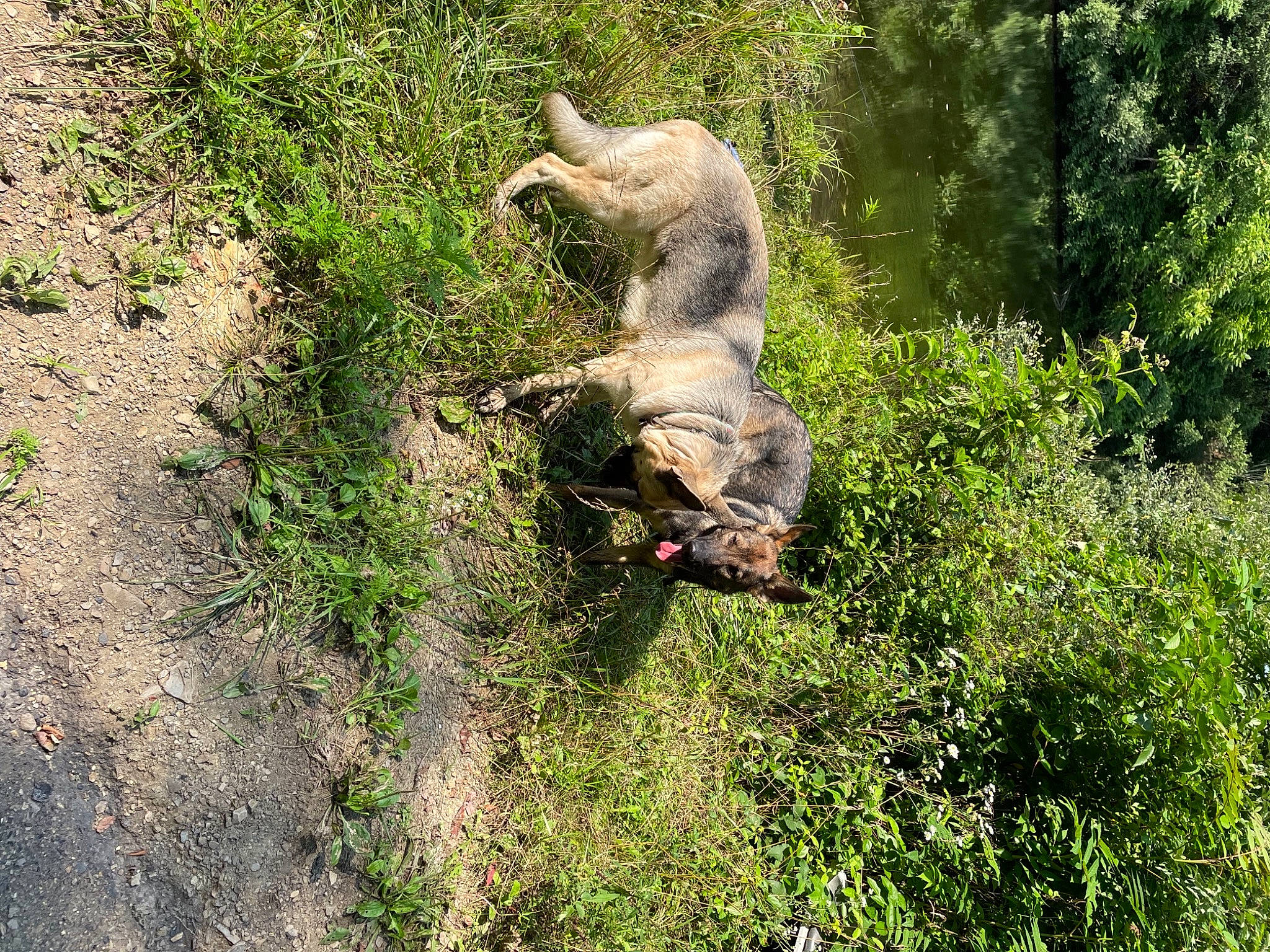 Raya is registered to the contest to win money with this photo: beak, canidae, carnivore, dog, dog_breed, fawn, forest, grass, groundcover, jungle, pasture, plant, shrub, shrubland, soil, sporting_group, tail, terrestrial_animal, tree, working_animal