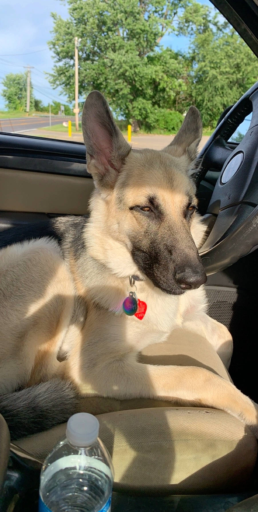 Xena joined the competition — help win amazing prizes! carnivore, collar, companion_dog, dog, dog_breed, east_european_shepherd, fawn, foot, fur, german_shepherd_dog, herding_dog, king_shepherd, old_german_shepherd_dog, snout, sporting_group, terrestrial_animal, tree, whiskers, working_animal, working_dog