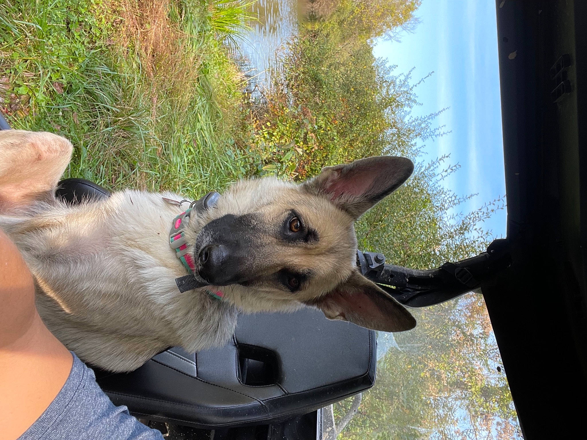 Xena joined the competition — help win amazing prizes! canidae, carnivore, collar, companion_dog, dog, dog_breed, dog_supply, fawn, fur, grass, non_sporting_group, plant, sky, snout, sporting_group, tree, whiskers, working_animal, working_dog