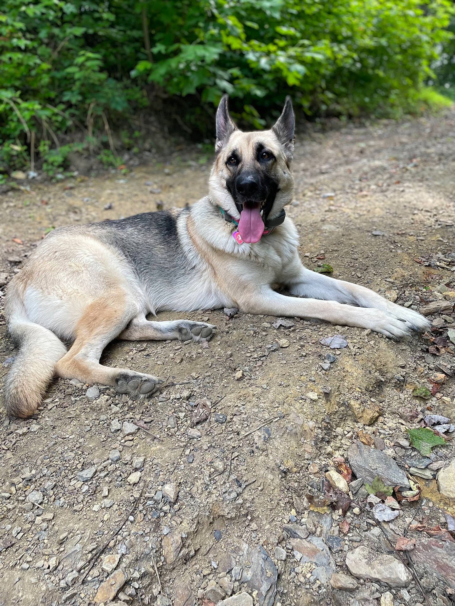 Xena joined the competition — help win amazing prizes! canidae, carnivore, companion_dog, dog, dog_breed, fawn, grass, non_sporting_group, plant, recreation, snout, soil, sporting_group, tail, terrestrial_animal, tree, working_animal, working_dog