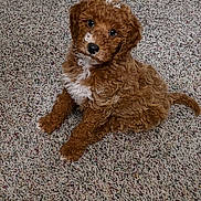 Chauncy joined the competition — help win amazing prizes! puppy, dog, doodle, brown_fur, curly_fur, white_chest, carpet, indoor, pet, portrait, sitting, cute, big_eyes, black_nose, paws, tail, small, fluffy, domestic_animal, gaze