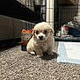 animal, blanket, carpet, cozy, cute, dog, floor, fluffy, fur, home, indoor, nike_air, pet, pet_pen, puppy, shoe, sitting, small_dog, toy, young_dog