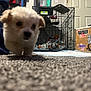 animal, blanket, blurred, box, carpet, cozy, curious, cute, dog_crate, door, floor, furniture, home, indoor, pet, puppy, room, small_dog, stickers, walking