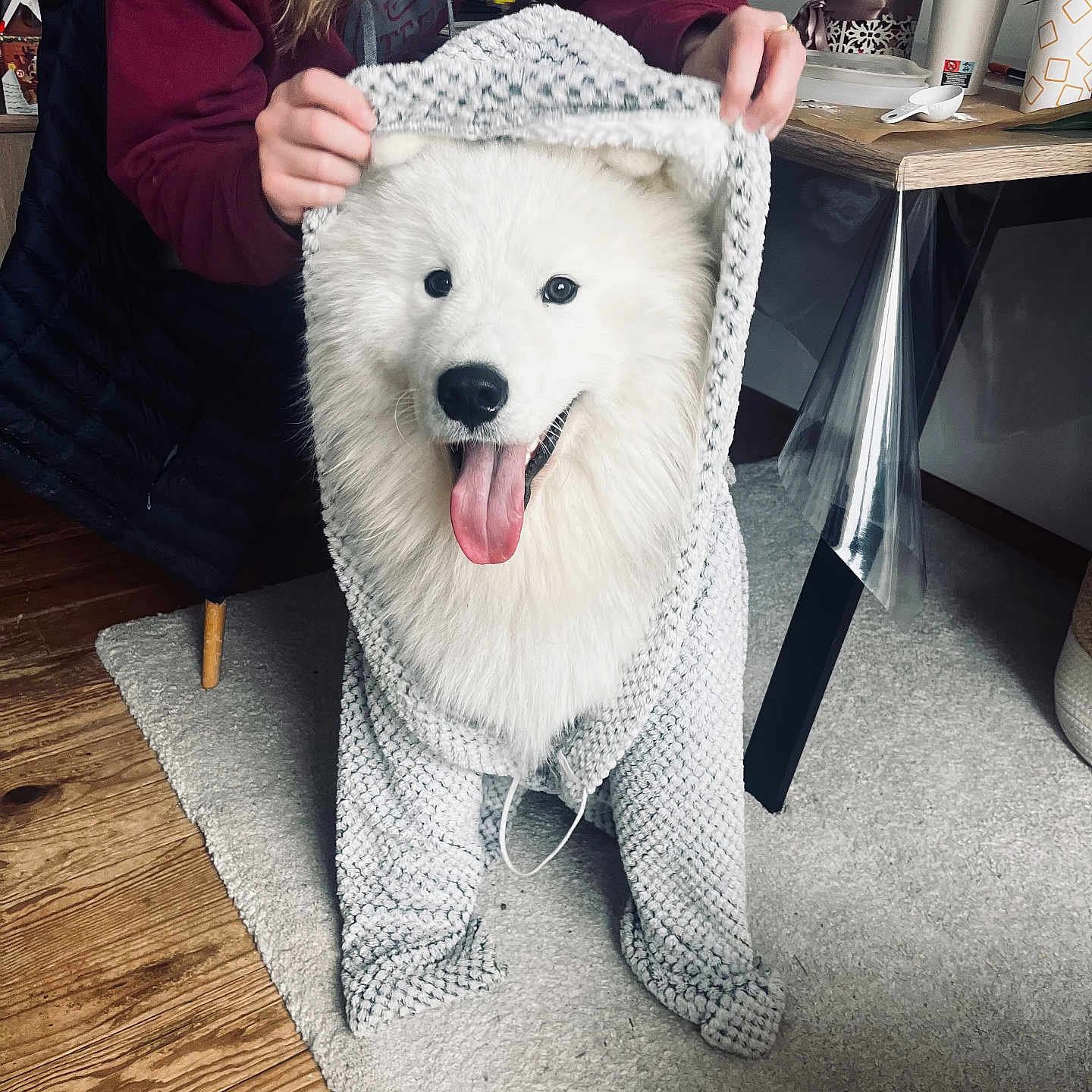 Vadrouille participe au concours pour gagner de l'argent avec cette photo : animal, carpet, casual_clothing, cozy, dog, fluffy, hand, happy, home, hoodie, indoor, knitted_clothing, person, pet, sitting, smiling, table, tongue_out, white_dog, wooden_floor