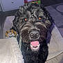 Maverick is registered to the contest to win money with this photo: animal, black_dog, blanket, canine, close_up, companion, curly_fur, cute, dog, dog_bed, domestic, floor, front_view, furniture, happy, household, indoor, pet, smiling, tongue_out