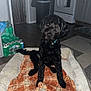 appliance, black_dog, blanket, cabinet, carpet, collar, curious, dog, dog_bed, doorway, floor, flooring, home_interior, kitchen, orange, pet, plaid, stove, trash_can, water_bottles