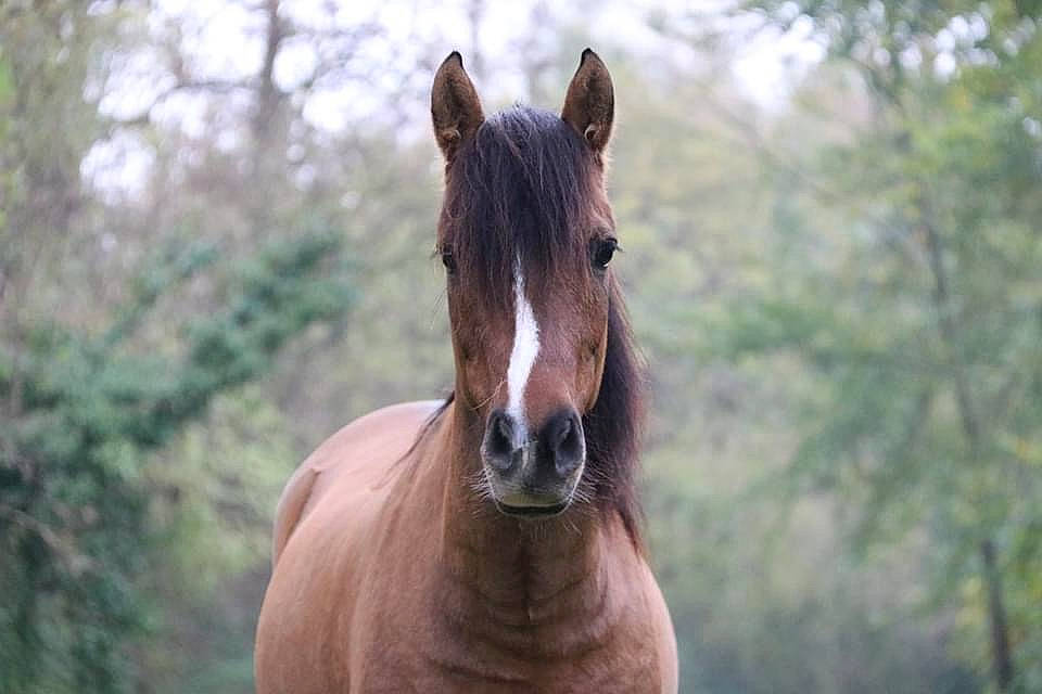Galia a rejoint le concours — aidez-le/la à gagner de superbes lots ! eye, eyelash, fawn, grass, grassland, horse, landscape, liver, livestock, mane, mare, natural_landscape, pack_animal, sky, snout, sorrel, terrestrial_animal, tree, wood, working_animal