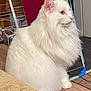 Louis a rejoint le concours — aidez-le/la à gagner de superbes lots ! animal, beautiful, cat, curious, domestic_cat, feline, fluffy, fur, household, indoor, long_hair, mammal, paw, pet, portrait, relaxing, side_view, sitting, table, white
