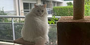 Louis participe au concours pour gagner de l'argent avec cette photo : animal, balcony, cat, cat_tree, daylight, domestic, feline, fluffy, fur, home, indoor, looking_away, perched, pet, quiet, relaxed, soft_light, tail, white_cat, window