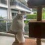 animal, balcony, cat, cat_tree, daylight, domestic, feline, fluffy, fur, home, indoor, looking_away, perched, pet, quiet, relaxed, soft_light, tail, white_cat, window
