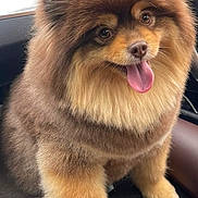 Filya joined the competition — help win amazing prizes! dog, pomeranian, fluffy, pet, animal, tongue_out, car_interior, cute, smiling, furry, brown, sitting, happy, domestic_animal, companion, small_dog, portrait, cute_pet, indoor, friendly