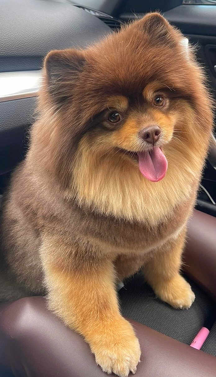 Filya joined the competition — help win amazing prizes! dog, pomeranian, fluffy, pet, animal, tongue_out, car_interior, cute, smiling, furry, brown, sitting, happy, domestic_animal, companion, small_dog, portrait, cute_pet, indoor, friendly