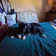 Lil Man joined the competition — help win amazing prizes! bed, bedroom, bedspread, black_dog, blanket, cardboard_boxes, chew_toy, cozy, dog, dresser, furniture, home, indoor, lying_down, pet, shoes, shopping_bag, sleeping, wall_art, white_paws
