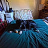 bed, bedroom, bedspread, black_dog, blanket, cardboard_boxes, chew_toy, cozy, dog, dresser, furniture, home, indoor, lying_down, pet, shoes, shopping_bag, sleeping, wall_art, white_paws