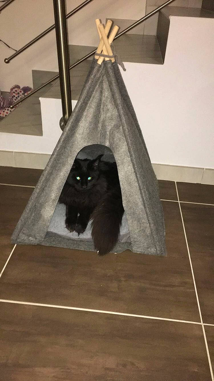 Pichu participe au concours pour gagner de l'argent avec cette photo : floor, flooring