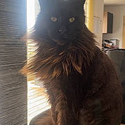 Pichu participe au concours pour gagner de l'argent avec cette photo : cat, indoor, window, brown_fur, fluffy, mane, yellow_eyes, sitting, wooden_floor, cup, animal_illustration, natural_light, feline, pet, domestic, cozy, home, portrait, curious, quiet